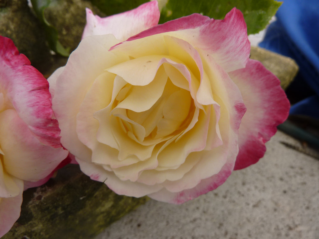 Double Delight Hybrid Tea Rose