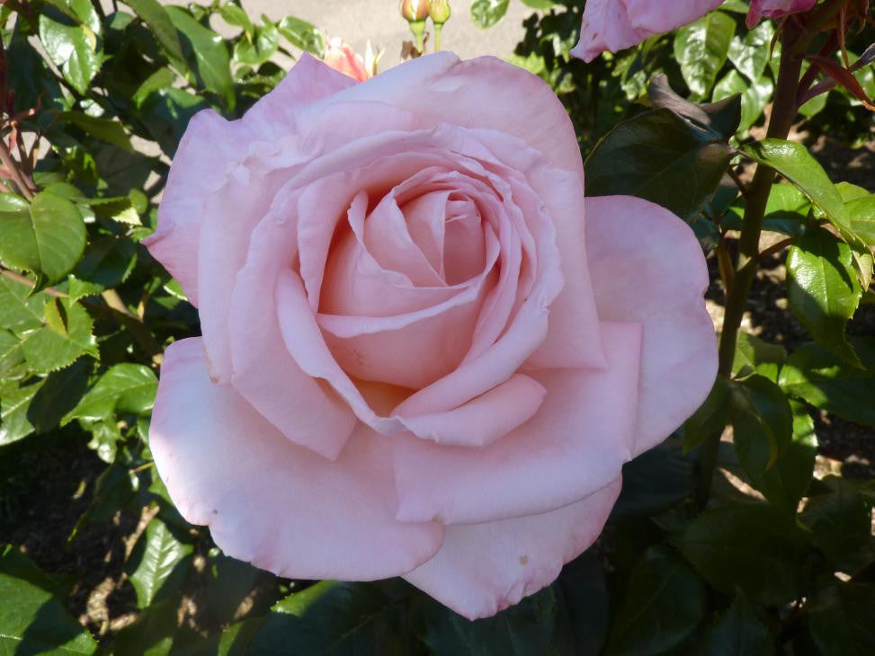 French Lace - Tasman Bay Roses - Buy Roses Online in New Zealand