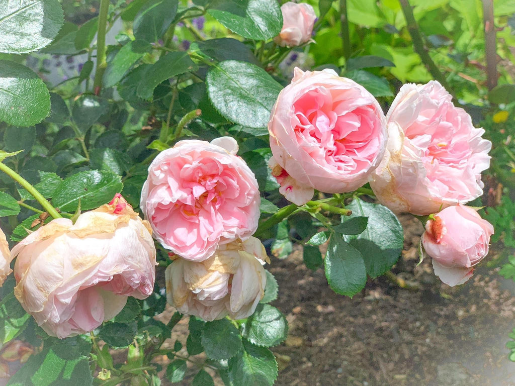 Cinderella Fairy Tale (KORfobalt) – Northland Rosarium